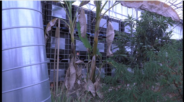 agroforestry research trust forest greenhouse