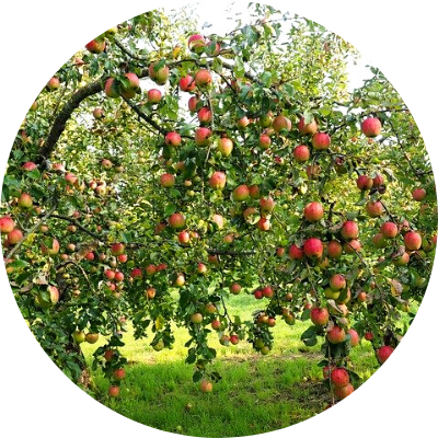 oude appelboom