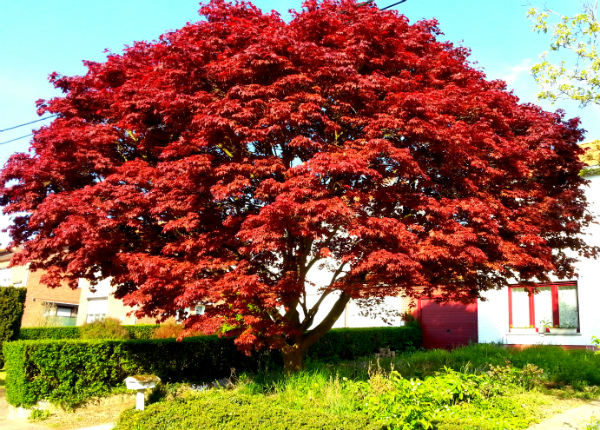 rode boom in onze voor tuin