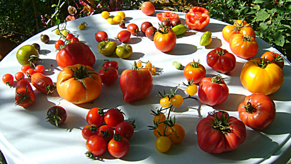 soorten tomaat
