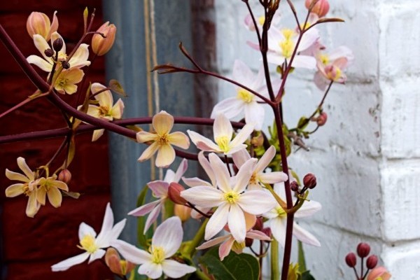 Clematis armandii 2