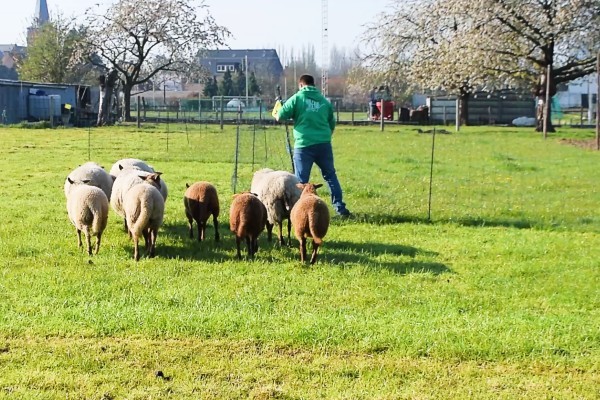 natuurlijke begrazing