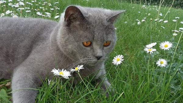 poes in de moestuin haiku