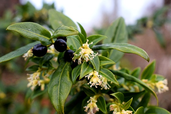 sarcococca