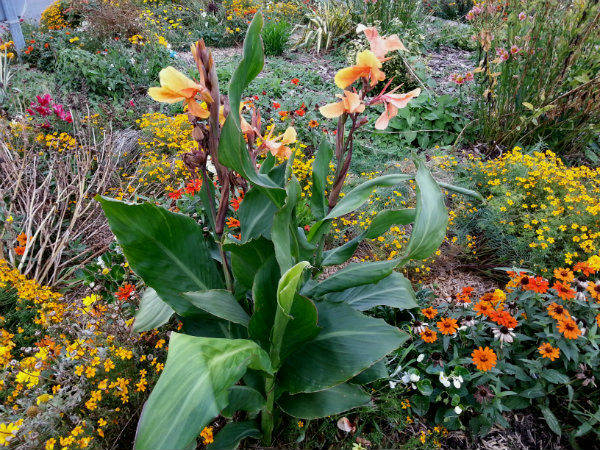 canna in sierplantsoen klein