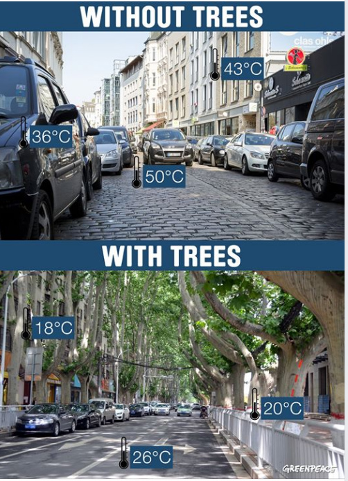 temperatuur met en zonder bomen