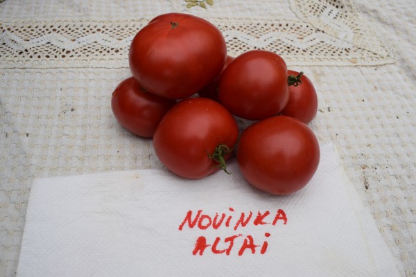 Stamtomaat Novinka Altai