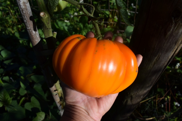 orange slicer