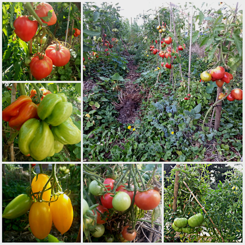 lekkere tomaten rassen