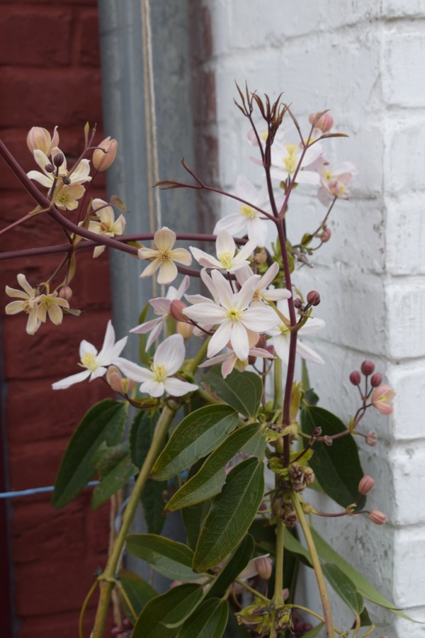 Clematis armandii apple blossom