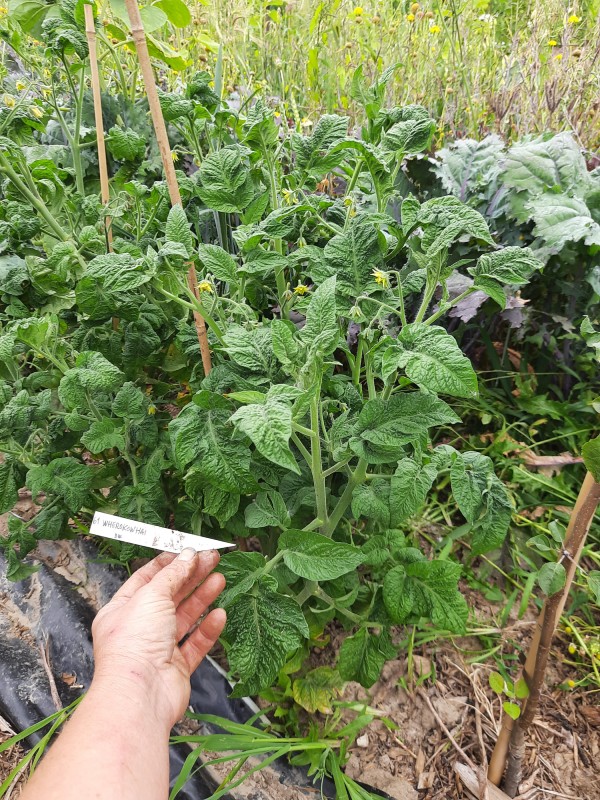 Wherokowhai van het dwarf tomato project