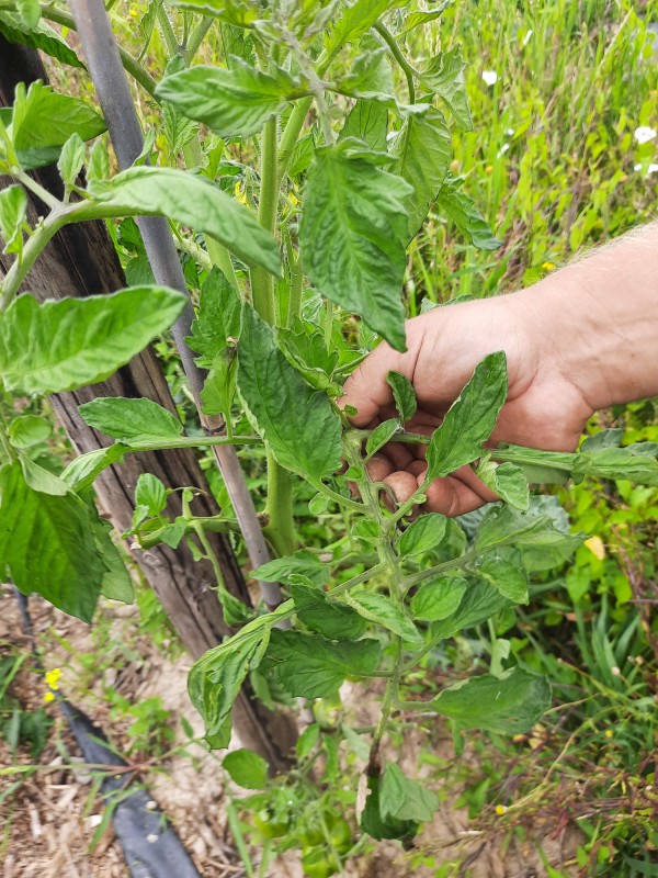 blad plukken tomaat om tomatenziekte weg te houden