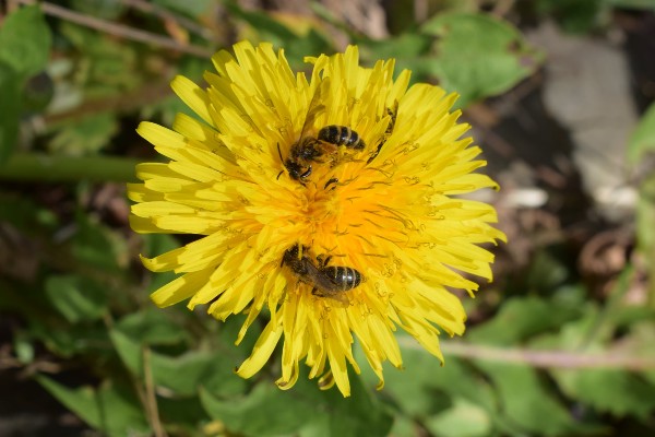 liefde voor paardebloem