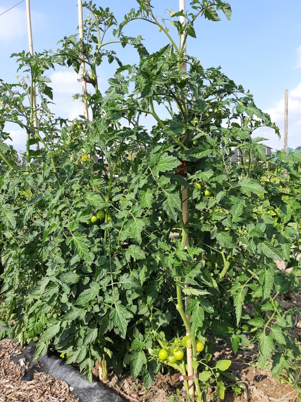 resistente tomaat Primabella