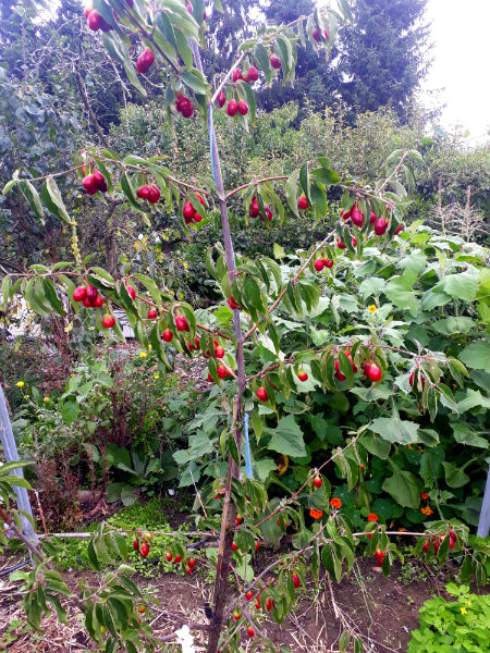 cornus klein