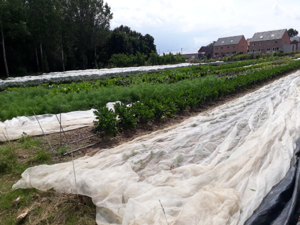 csa de witte beek