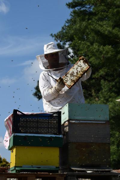 honing oogsten