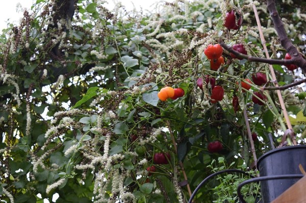 kerstmis paprika