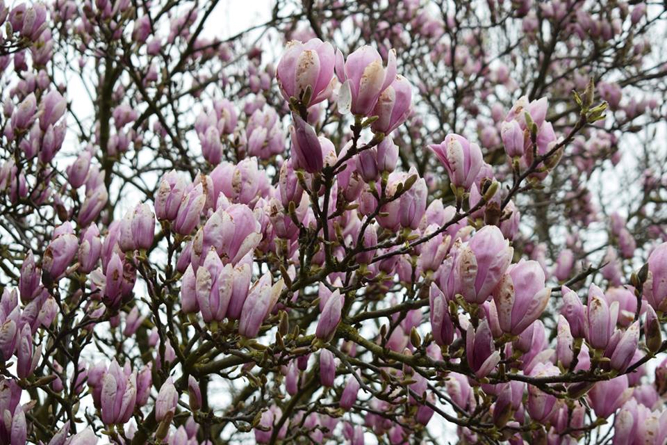 magnolia