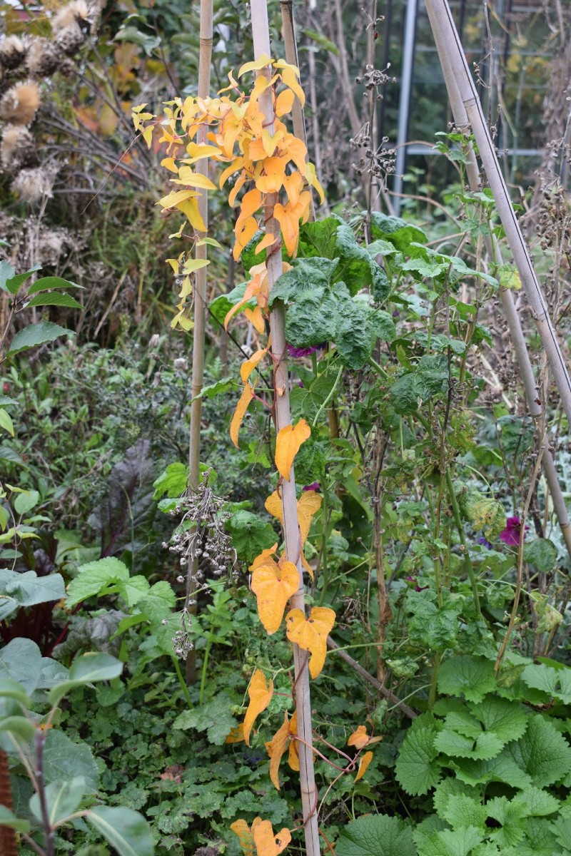 Lichtwortel herfst