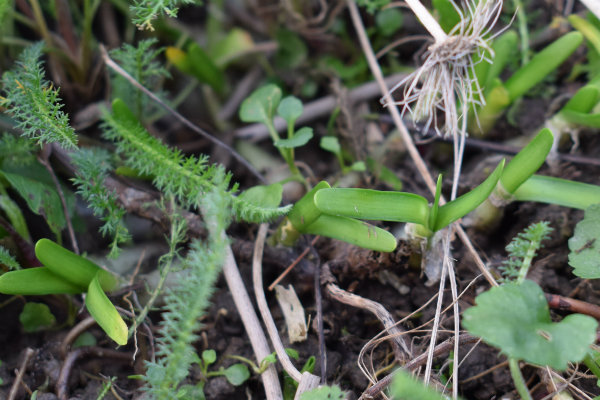 allium senescens