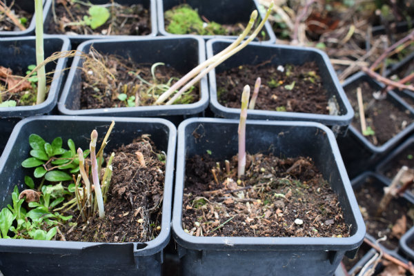 asperge in pot