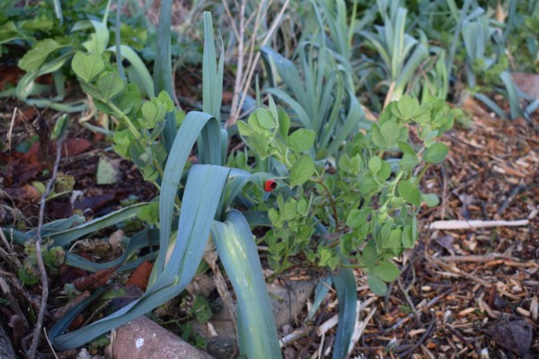 asperge erwt januari