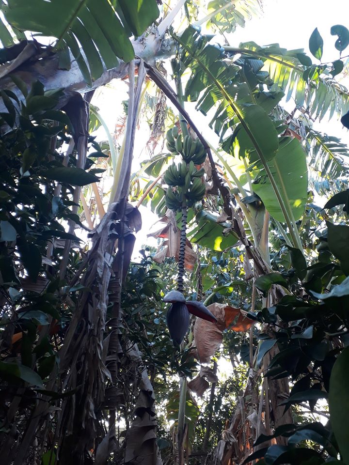 bananen Valencia
