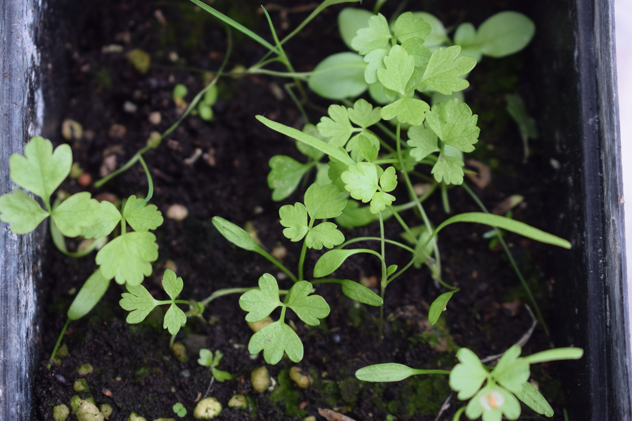 bupleurum falcatum