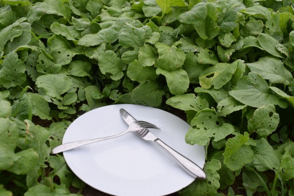 eetbare groenbemester