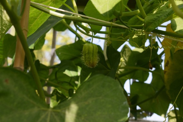 kleine chayote vrucht