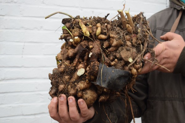 knol madeira vine