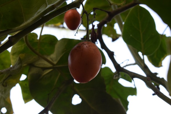 tamarillo winterfruit