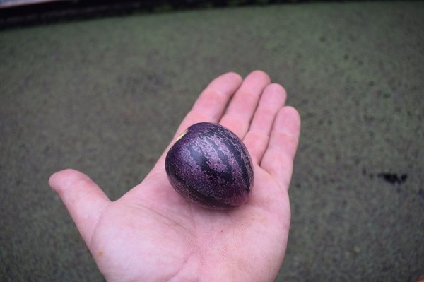 pepino meloenpeer