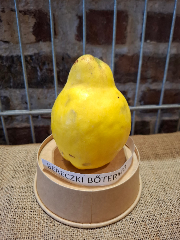Bereczki Bötermo