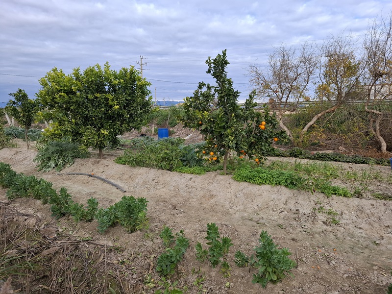 citrus polycultuur