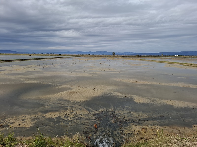 rijstvelden delta de l ebre