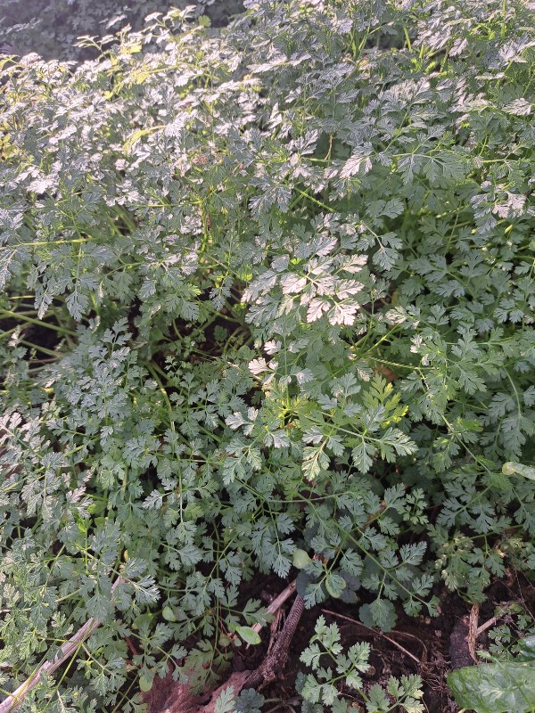 kervel serre