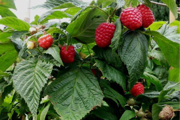 fruit op de overwinterde scheuten eind mei 2014 klein