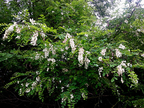 valse acacia