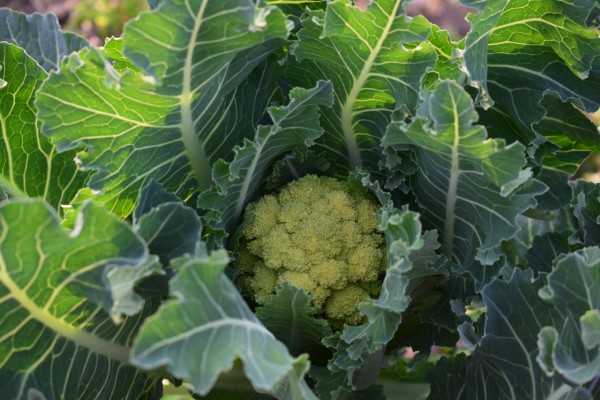 Nine star perennial broccoli