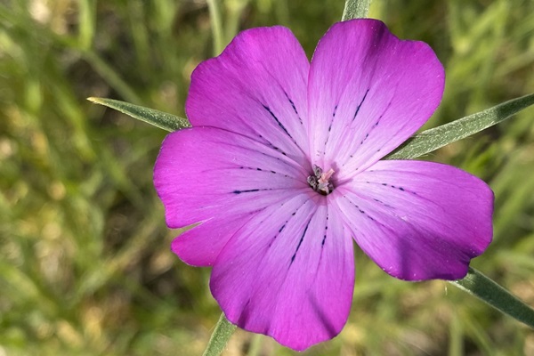 Roze bolderik (Agrostemma githago)