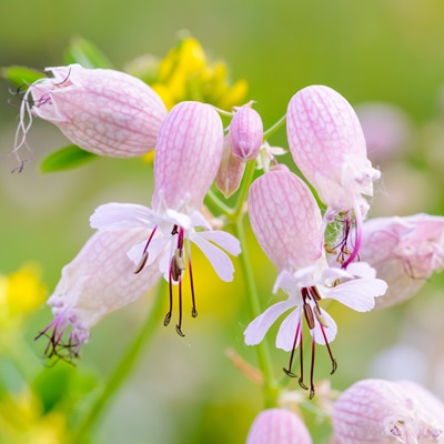 Silene vulgaris (Blaassilene)