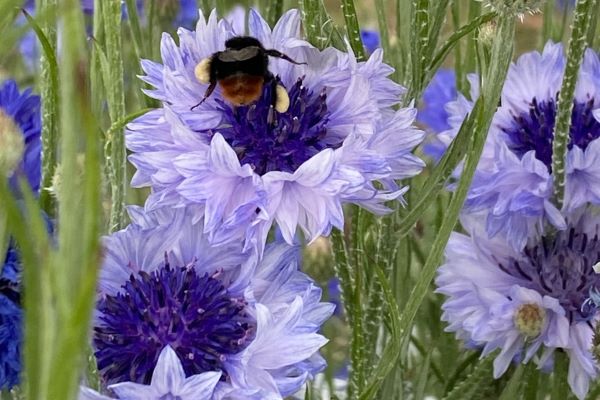 Korenbloem (Centaurea cyanus) 'mix blauw-wit'