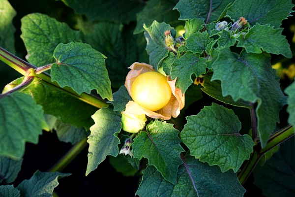 Physalis angulata