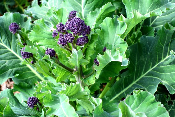 Winterbroccoli