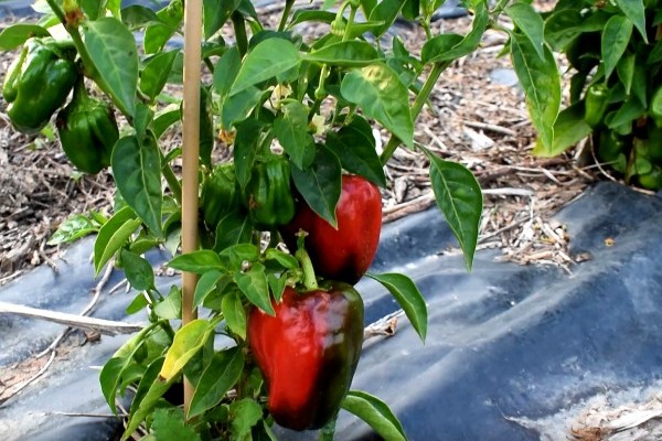 Buitenpaprika Earliest Red