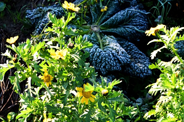 Eetbare chrysant