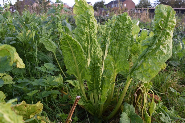 Zoete snijbiet 'Lucullus'