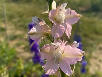 Ridderspoor (Consolida ajacis) 'Mix roze-paars'